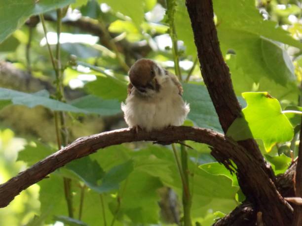 istock a little sparrow on a branch 1250048270