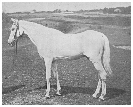 Antique photograph of British Navy and Army: Lord Roberts' white arab horse