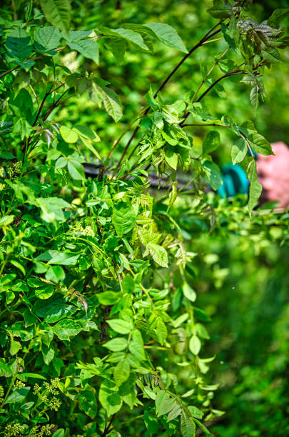 istock Cut the hedge with the hedge trimmer 1250049279