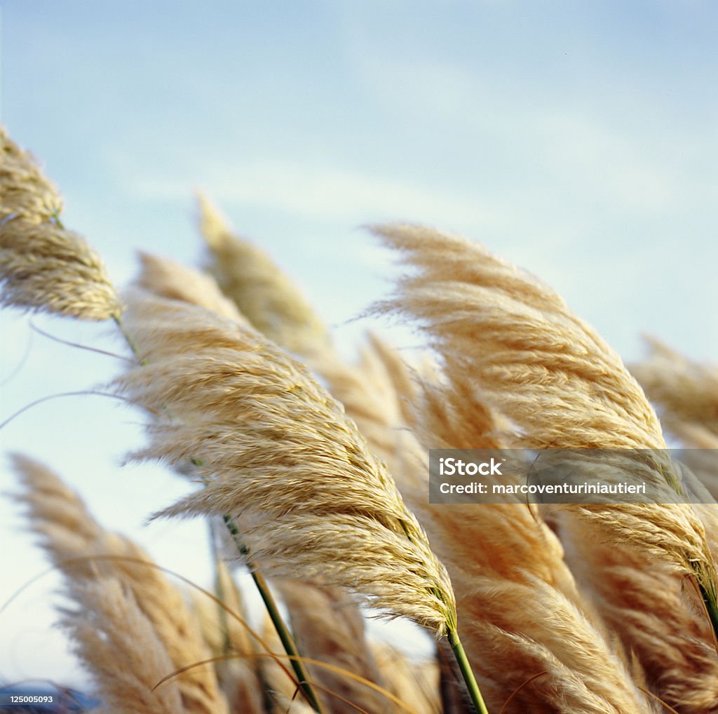 Fofo reed-macio belas plantas no vento - Foto de stock de Caniço royalty-free