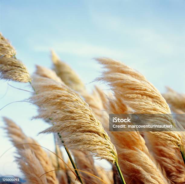 Foto de Fofo Reedmacio Belas Plantas No Vento e mais fotos de stock de Caniço - Caniço, Vento, Beleza natural - Natureza