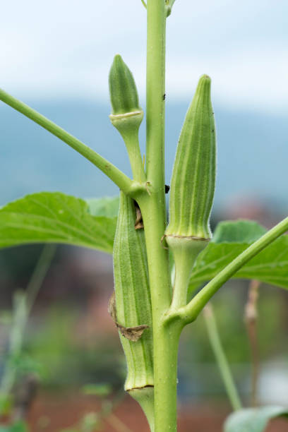 Okra growing in plant