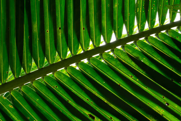 istock Texture details coconut palm tree leaf in backlight, abstract beautiful natural background. 1250051380