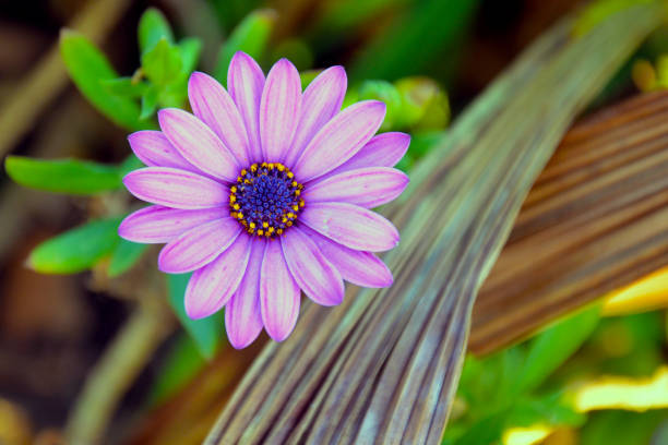 Top view close up of a purple African Daisy flower, or Osteospermum, growing in a summer flower garden with blue carpet lobelia flowers blooming at the base