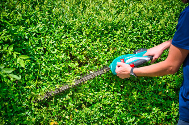 istock Cut the hedge with the hedge trimmer 1250053337
