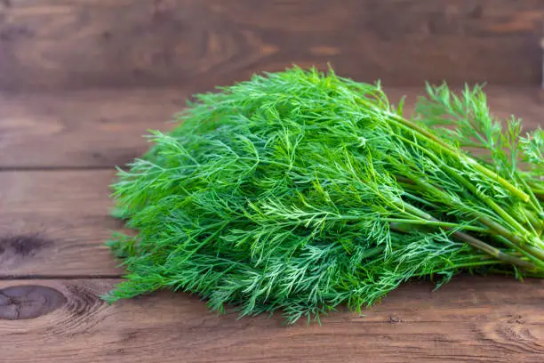 A large bunch of fresh organic dill on a rustic wooden background.