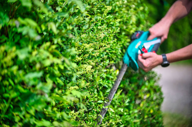 istock Cut the hedge with the hedge trimmer 1250053662