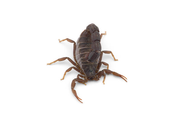 istock Yellow deadly dangerous scorpion top view isolated on white background 1250056086