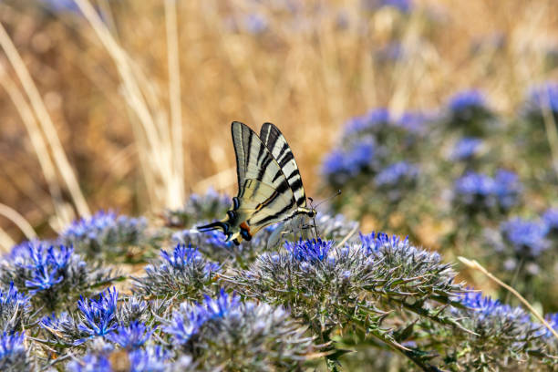 Swallowtail butterfly Iphiclides podalirius in natural habitat