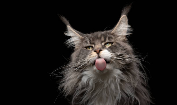 istock maine coon cat studio portrait 1250059483