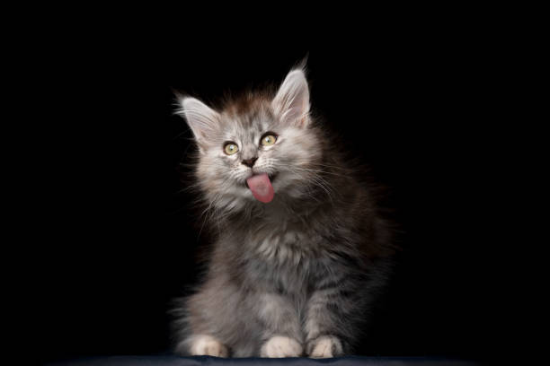 istock maine coon cat studio portrait 1250059490