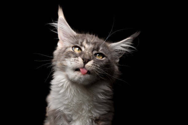 istock maine coon cat studio portrait 1250059512