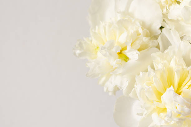 istock White peonies floral background 1250059522