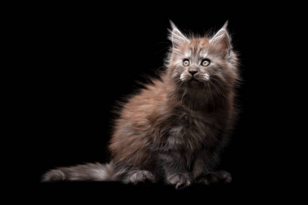 istock maine coon cat studio portrait 1250059545