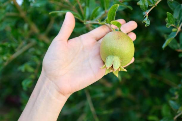 istock Green pomegranate fruit on a plant in hand 1250059573