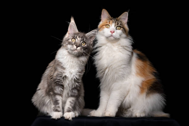 istock maine coon cat studio portrait 1250059631