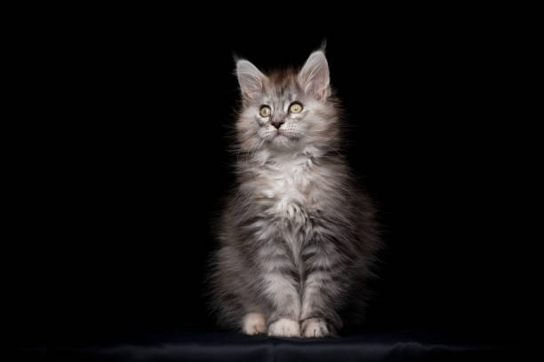 istock maine coon cat studio portrait 1250059640