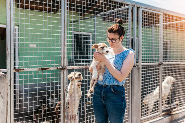 istock Animal shelter 1250059726