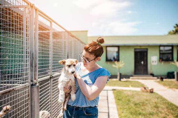 istock Animal shelter 1250059736