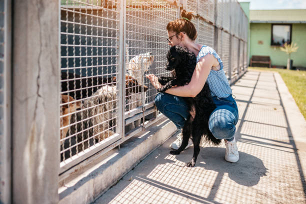istock Animal shelter 1250059739