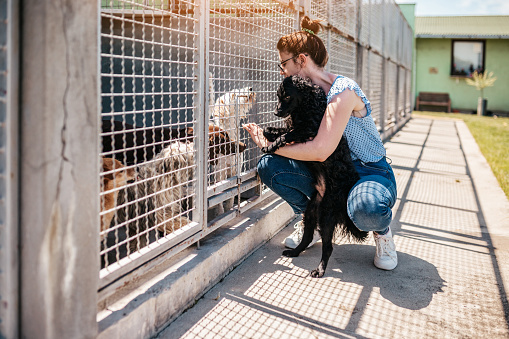 Young adult woman working and playing with adorable dogs in animal shelter