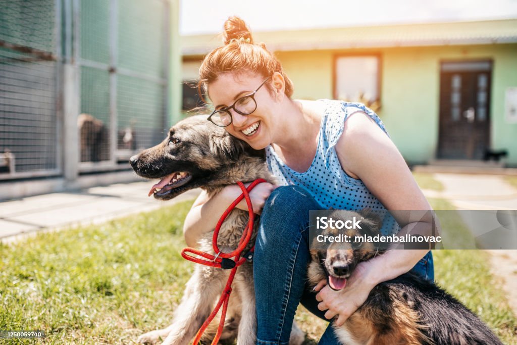 Dog shelter Young adult woman working and playing with adorable dogs in animal shelter Dog Stock Photo