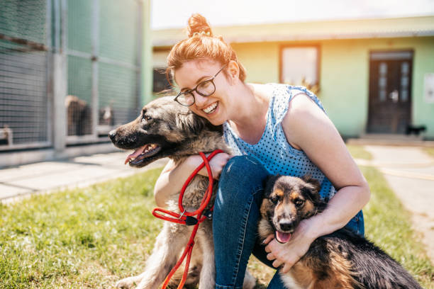Dog shelter Young adult woman working and playing with adorable dogs in animal shelter sheltering photos stock pictures, royalty-free photos & images