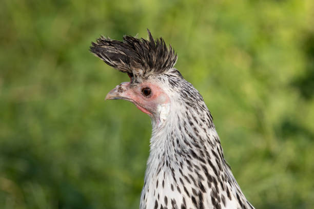 Close up portrait of a free range Appenzeller Spitzhauben hen outside in the springtime. This breed is known for their unusual crest that resembles a mohawk.