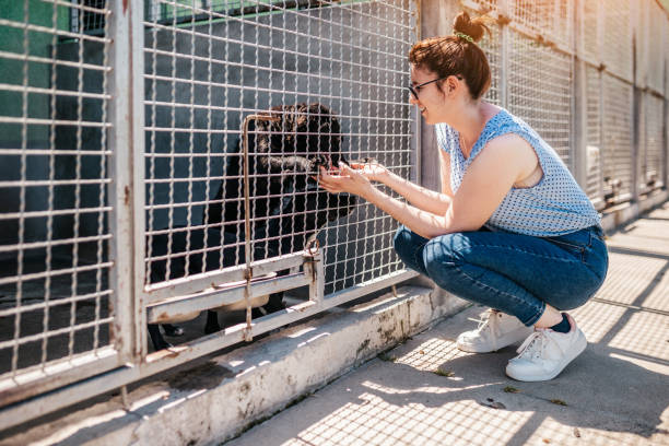 istock Animal shelter 1250060058