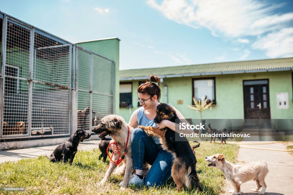 Dog shelter Young adult woman working and playing with adorable dogs in animal shelter Animal Shelter Stock Photo