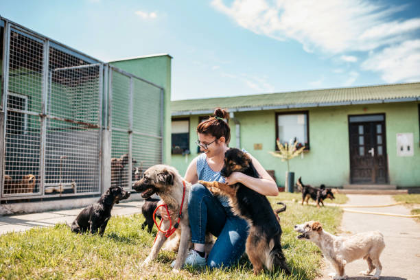 Dog shelter Young adult woman working and playing with adorable dogs in animal shelter pet adoption stock pictures, royalty-free photos & images