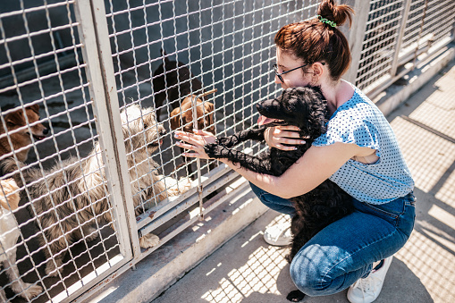 Young adult woman working and playing with adorable dogs in animal shelter