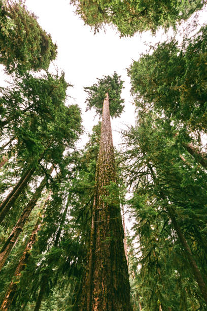 Moss covered trees in Redwood national park