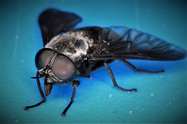 Biting horsefly Tabanus atratus horse fly photos stock pictures, royalty-free photos & images