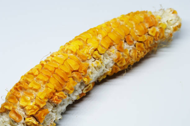 istock Fresh organic Sweet corn isolated on white background 1250063820