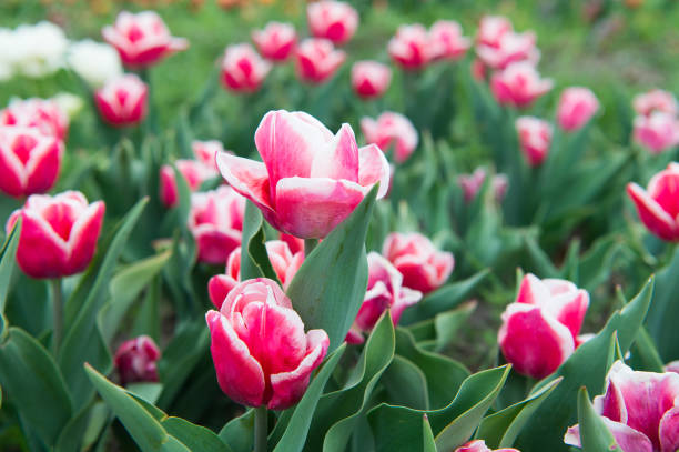 Take care of it. Hollands tulip bloom in spring season orangery. group of pink holiday tulip flowerbed. Blossoming tulip fields. spring landscape park. country of tulip. beauty of blooming field. encárgate de eso. los tulipán de holanda florecen en el invernadero de la temporada de primavera. grupo de flores de tulipán de vacaciones rosas. campos de tulipanes en flor. parque paisajístico de primavera. país de tulipán. belleza del campo florec