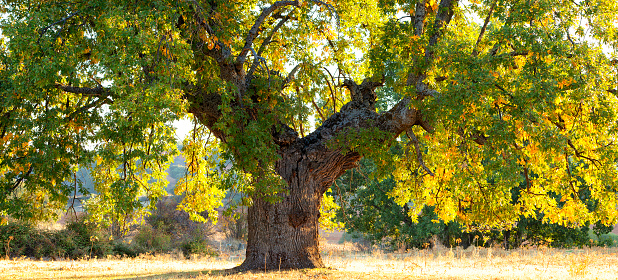 Quercus robur, common oak, carballo oak, cajiga or ash oak in Puebla de la Sierra in Spain, Community of Madrid, Puebla de la Sierra