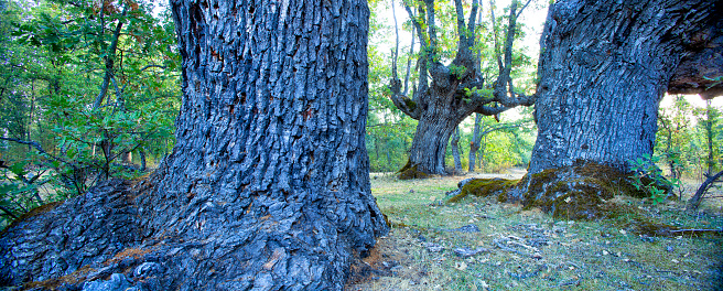Quercus robur, common oak, carballo oak, cajiga or ash oak in Puebla de la Sierra in Spain, Community of Madrid, Puebla de la Sierra