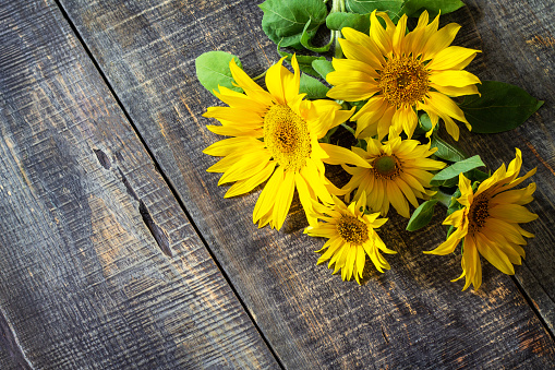 Sunflower background. Harvest a sunflower on a rustic table. Top view flat lay background.