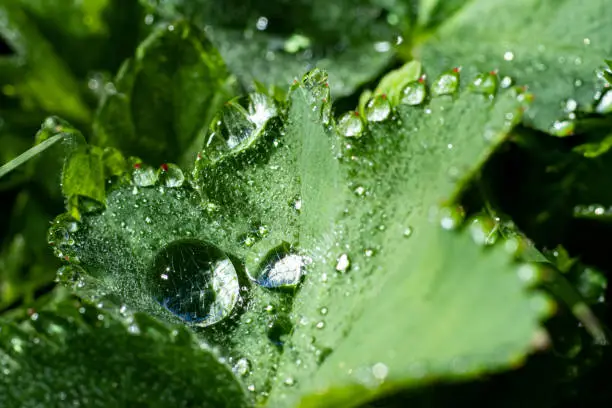Alchemilla leaf with water drops on it