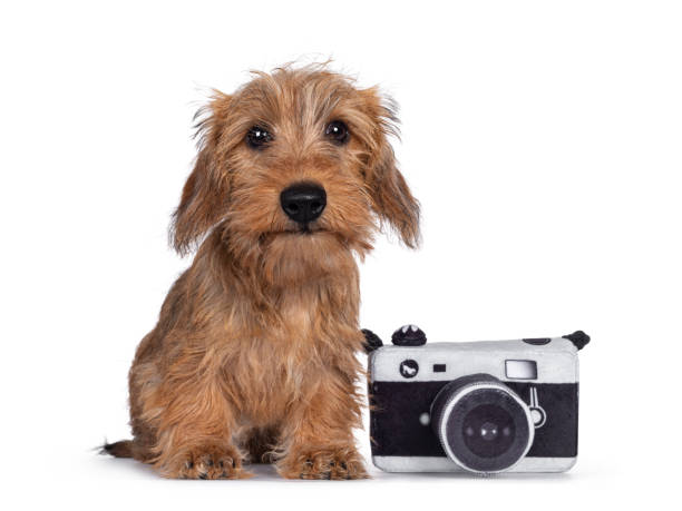 istock Wirehair Kanninchen Dachshund pup on white 1250068751