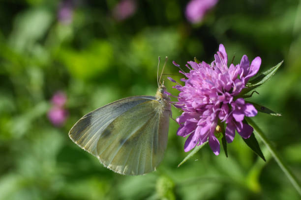 istock Small White butterfly, Pieris rapae, on wildflower 1250070005
