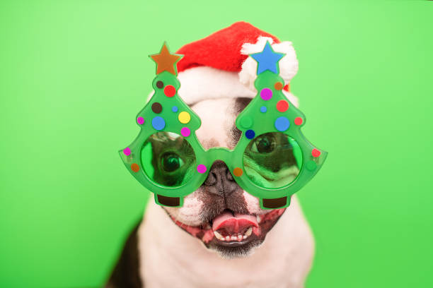 A happy and cheerful Boston Terrier dog in a Santa Claus hat and decorative glasses in the form of a Christmas tree on a green background. stock photo