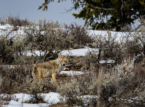 A coyote stands in sagebrush on a Wyoming hillside.