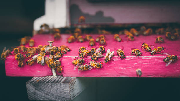 핫 핑크로 그려진 다채로운 벌집 입구에서 일하는 다량의 꿀벌에 매크로 - wood paint photographic effects high contrast 뉴스 사진 이미지