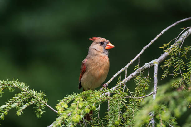 Female Northern Cardinal Female northern cardinal perched on a tree. female cardinal bird stock pictures, royalty-free photos & images