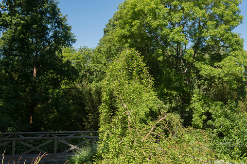 Taxodium distichum 'Cascade Falls' is a Weeping Tree with Gracefully Arching Branches