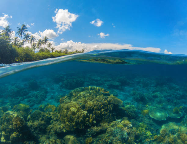 istock Seascape split photo. Double seaview. Underwater coral reef. 1250077545