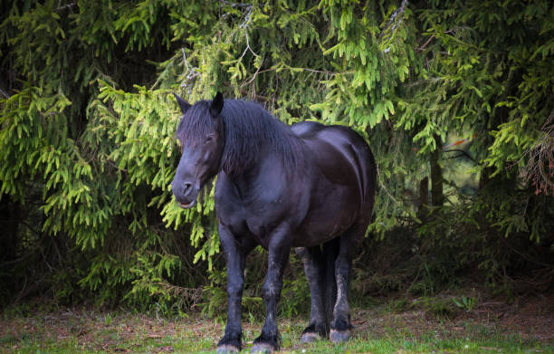 istock Wild horses  running free in the forest 1250078216
