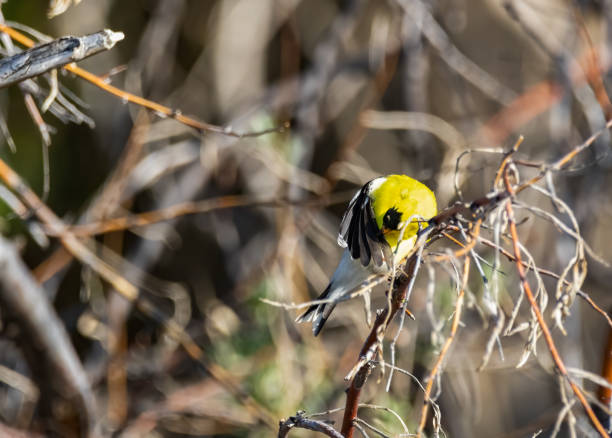 cardellino americano - american goldfinch gold finch bird branch foto e immagini stock